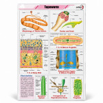 Tapeworm Chart